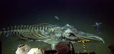 Marine Researchers Stumble Upon A Whale Carcass During Live Streamed Deep Sea Dive