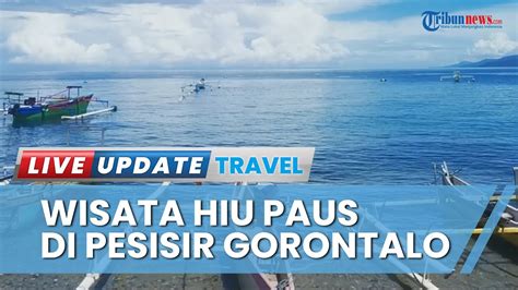 Wisata Uji Adrenalin Di Gorontalo Rasakan Sensasi Berenang Bareng Hiu