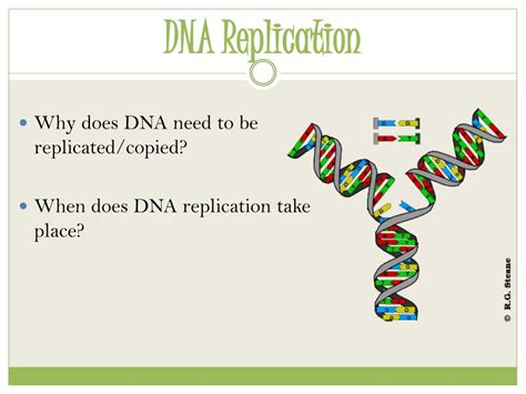 Ppt Genetics Powerpoint Presentation Free Download Id3157446