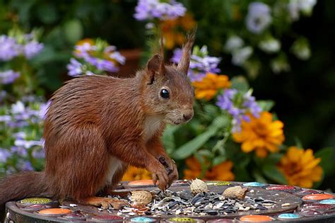 Tasty Baked Squirrel Recipe - Game & Fish