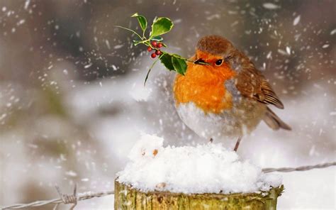 Robin Bird Wallpapers - Top Free Robin Bird Backgrounds - WallpaperAccess