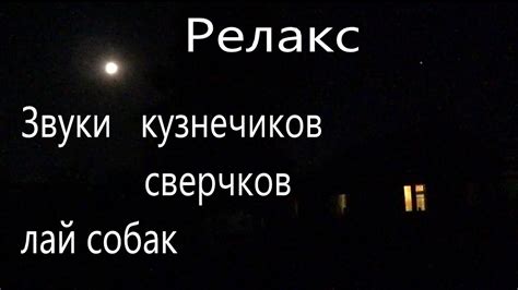 Звуки кузнечиков, сверчков, лай собак - 1 час релакса. - YouTube