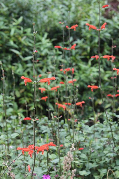 Salvia Stolonifera Pan Global Plants