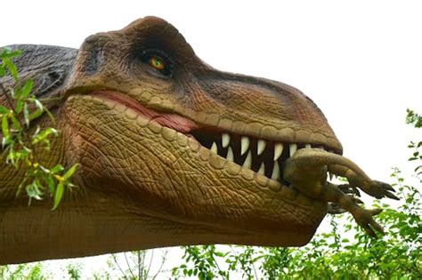 800 Best Dinosaur Photos · 100 Free Download · Pexels Stock Photos