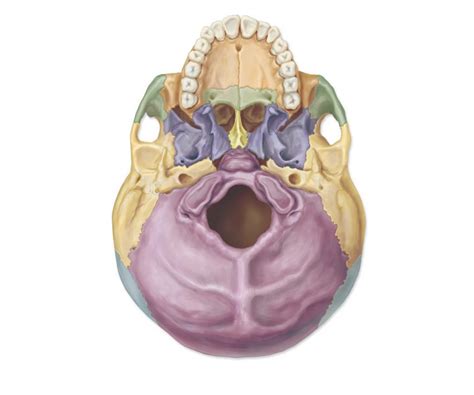 Occipital Bone Diagram Quizlet