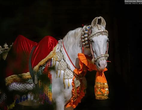 Marwari Horse Horses Marwari Horses Horse Equestrian