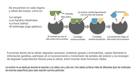 Tema Enzimas clasificación y función pptx Descarga Gratuita