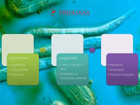 Nematodos Clasificaci N Y Caracter Sticas Microbiologia Ppt