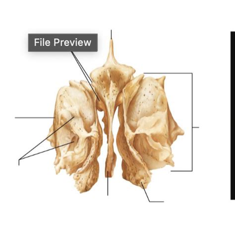 Ethmoid Bone Diagram Quizlet