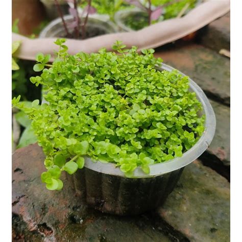 Jual Monte Carlo Cup Tanaman Aquascape Aquascape Plants Shopee Indonesia