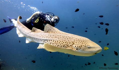 Tauchfahrt Tauchausflug Shark Point Phuket Shark Leopard Shark