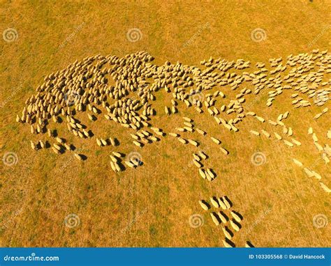 Aerial View of Large Sheep Herd Stock Photo - Image of station, round: 103305568