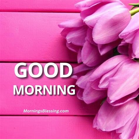 Beautiful Good Morning Tulip Images Hd Photos Pics