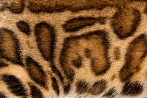 5 787 Bengal Cat Fur Texture Royalty Free Images Stock Photos