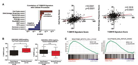 Figure 3 From Targeting Plk 1 Overcomes Tdm 1 Resistance Via Cdk 1