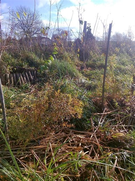 Le Douaire Île de Vivre Tout savoir sur la spirée genre Spiraea