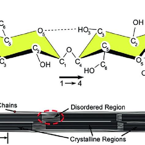 A Repeating Unit Of Cellulose B The Crystalline And Amorphous