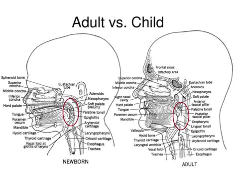 Ppt Physiology Of Mastication And Deglutition Chapter 8 Powerpoint