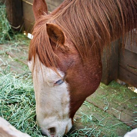 Alimentación De Caballos 9 Pasos Para Una Nutrición Óptima Caballo