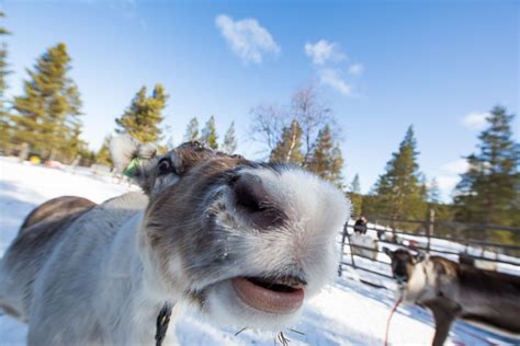 Santa Claus | Reindeer Games & Sleigh Rides | Visit Finnish Lapland