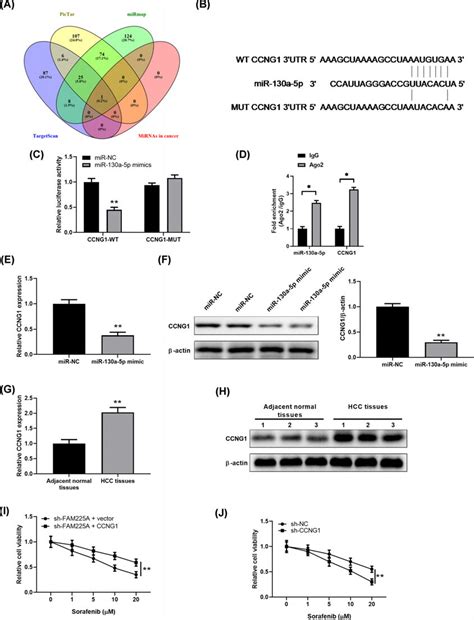 Mir 130a 5p Targeted Ccng1 To Modulate Its Expression In Hcc Cells Download Scientific Diagram