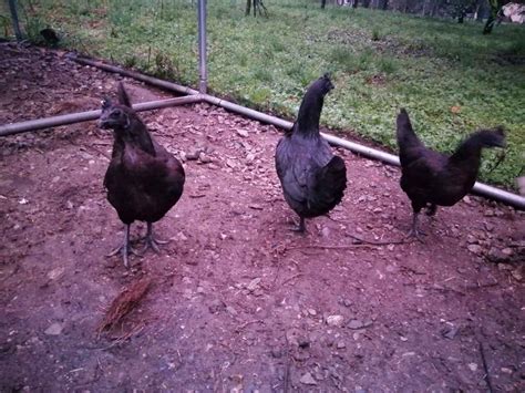 Animalissimo Galline Ayam Cemani