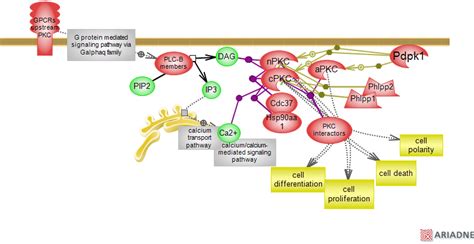 Protein Kinase C Pkc Signaling Pathwayrat Genome Database