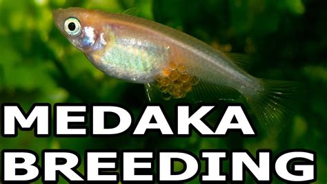 How To Breed Medaka Rice Fish Youtube