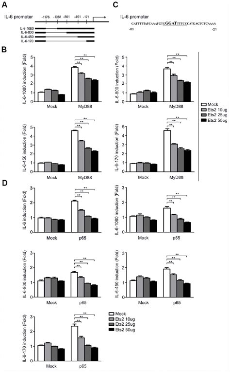 Ets2 Suppresses Inflammatory Cytokines Through Mapk Nf κb Signaling And