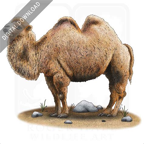 Dromedary And Bactrian Camels