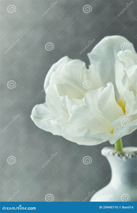 White Tulip Stock Photo Image Of Elegance Vase White 29940710