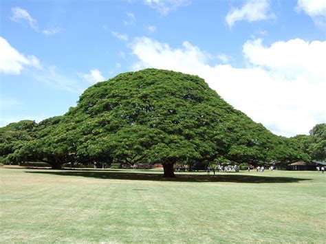 志摩日登 写真日記 この～木なんの木 「日立の樹」