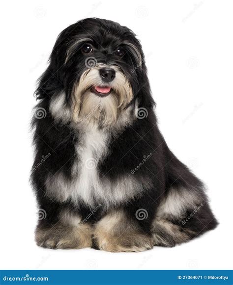 Smiling Havanese Puppy Dog Head Royalty Free Stock Photo