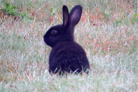 Domestic Rabbit From Grand Manan NB Canada On September 6 2014 At 07