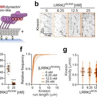 Modeling The Microtubule Associated Lrrk Filaments A