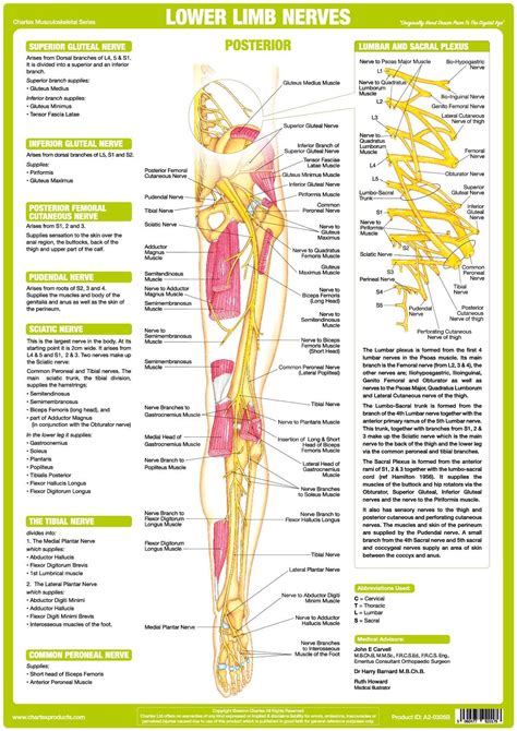 Nervous System Lower Limb Poster Posterior