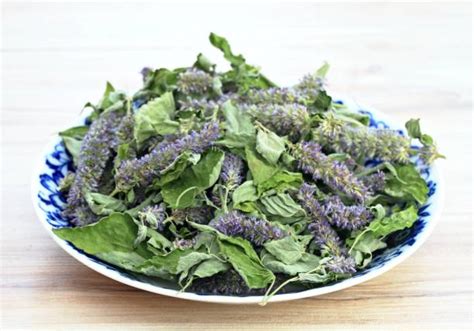 Sage Tyler Nude Latest Exclusive Videos & Photos January 2026 Profile | TSOT Dormitory