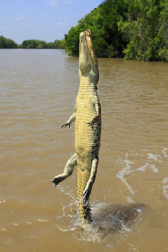 Crocodile Jumping Out Of Water Crocodile