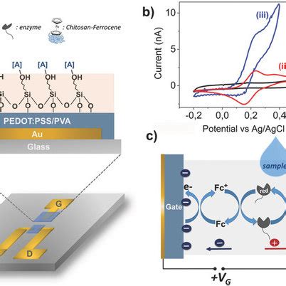 OECT Biofunctionalization And Use For Enzymatic Sensing A Schematic