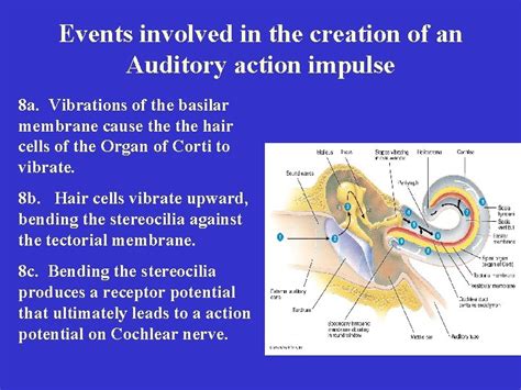 External anatomy of the ear Helix Triangular Fossa