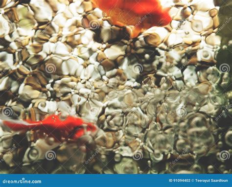 This is Gold Fish in the Tank, Top View Stock Photo - Image of ...