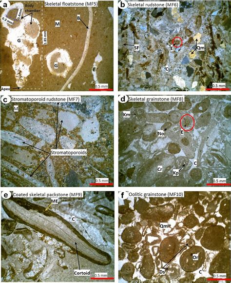 Thin Section Photomicrographs A Skeletal Floatstone Comprising Larger Download Scientific