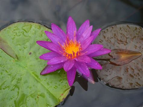 Nymphaea Chananthida HxT Waterlily บวลกผสมขามสกลยอย ชนนธดา