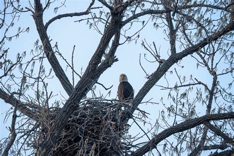 Bald Eagle In the Nest · Free Stock Photo