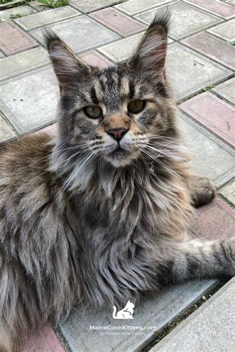Zenana European Maine Coon Cat Mastercoons Cattery