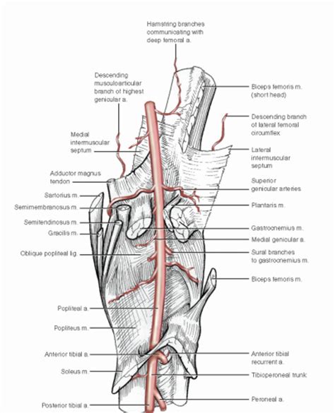 Popliteal Artery Basicmedical Key