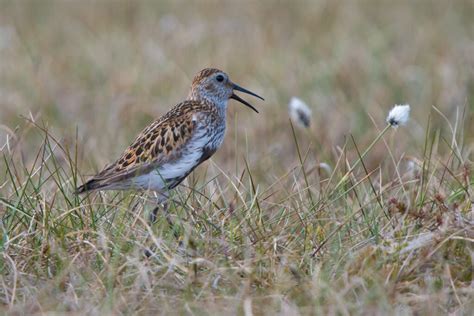 Restoring wild moors to reverse biodiversity loss – Wild Moors