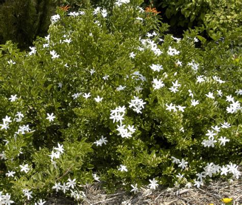 Jasminum Angulare South African Jasmine Ricardos Nursery