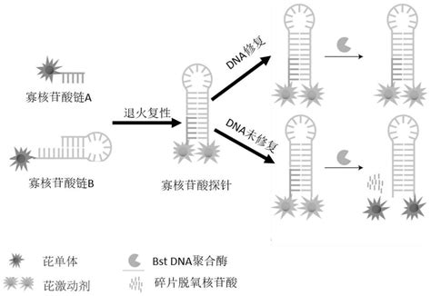 一种基于荧光保留探针评估细胞DNA单链断裂修复能力的方法