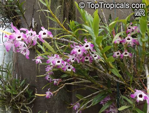 Dendrobium nobile, Dendrobium Nobile Orchid